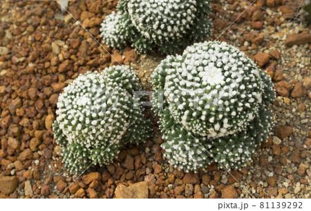 Beautiful cactus , Mammillaria bucareliensis erusamu in garden Beautiful cactus , Mammillaria bucareliensis erusamu in garden 81139292