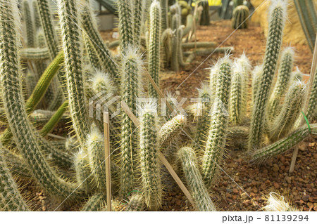Old man of the Andes cactus in the greenhouse, it is just one of several hairy species. Old man of the Andes cactus in the greenhouse, it is just one of several hairy species. 81139294