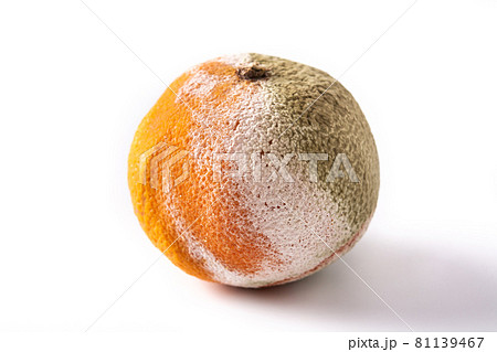 Rotten orange fruit 81139467