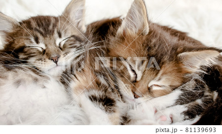 Grey Striped Kittens Wakes. Kittens Sleeping on a Fur White Blanket. Concept of Adorable Cat Pets. 81139693