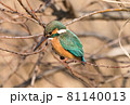 カワセミ　待機中 81140013