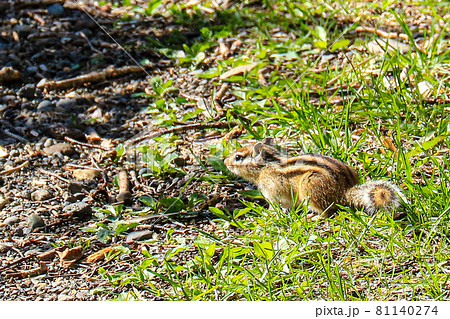 北海道小清水町　ハイランド小清水725に住んでいたかわいいシマリス 81140274