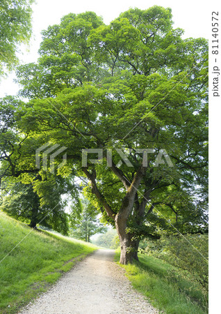 Green trees in park with green grass and path walk. Summer beautiful park 81140572