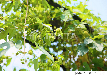 ホップの実 ホップの実 81140896