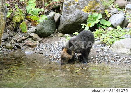 川で水を飲むヒグマの幼獣（北海道・知床） 81141076