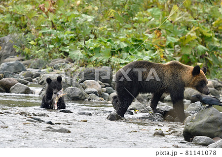 サケを捕らえたヒグマの子ども(北海道・知床) サケを捕らえたヒグマの子ども(北海道・知床) 81141078