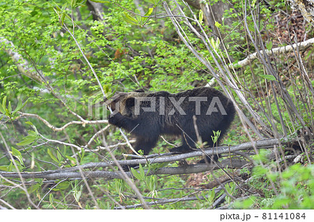 枝を引き寄せて食べるヒグマ(北海道・知床) 枝を引き寄せて食べるヒグマ(北海道・知床) 81141084