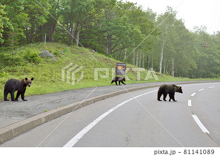 道路を横断するヒグマ(北海道・知床) 道路を横断するヒグマ(北海道・知床) 81141089