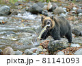 サケを捕らえたヒグマ（北海道・知床） 81141093
