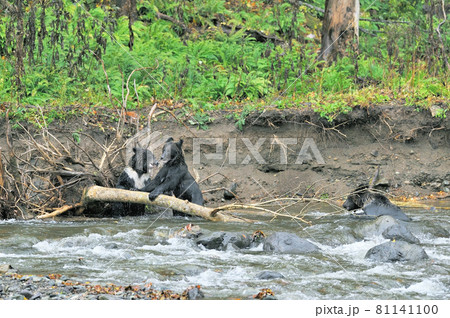 川で争うヒグマの兄弟（北海道・知床） 81141100