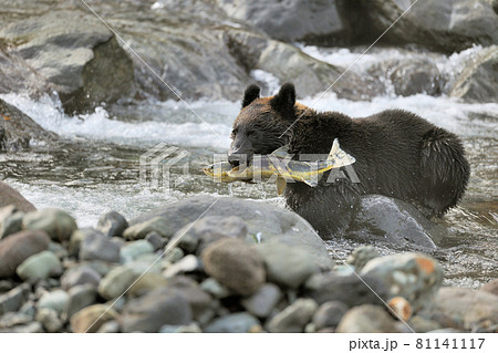 サケを捕らえたヒグマ（北海道・知床） 81141117
