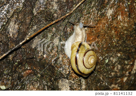 ミスジマイマイ 81141132