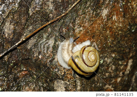 ミスジマイマイ ミスジマイマイ 81141135