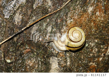 ミスジマイマイ ミスジマイマイ 81141137