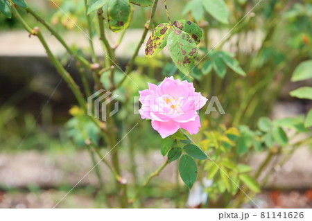 ピンクのバラの花 ピンクのバラの花 81141626