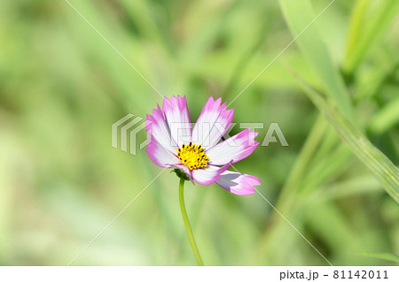 前ボケに緑色背後ボケの一輪の秋桜 前ボケに緑色背後ボケの一輪の秋桜 81142011
