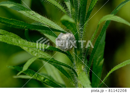 キアシトックリバチの巣 81142208