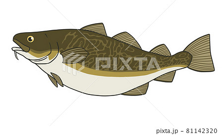 タラ　鱈のイラスト 81142320