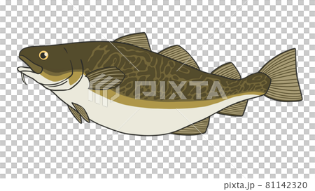 タラ　鱈のイラスト 81142320