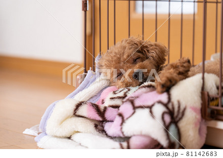 眠っているトイプードル 眠っているトイプードル 81142683