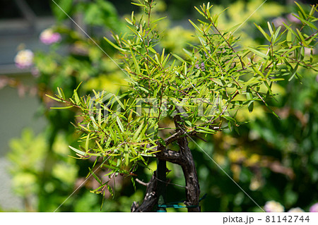 レモンティーツリー 学名:Leptospermum petersonii 、精油原料 レモンティーツリー 学名:Leptospermum petersonii 、精油原料 81142744