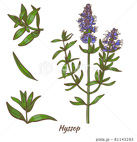 Hyssop Plant and Leaves in Hand Drawn Style 81143283
