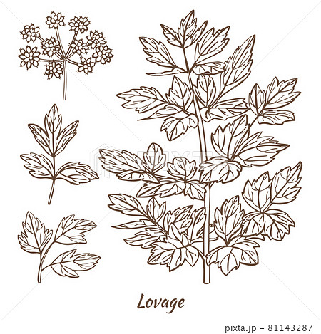 Lovage Plant and Leaves in Hand Drawn Style 81143287