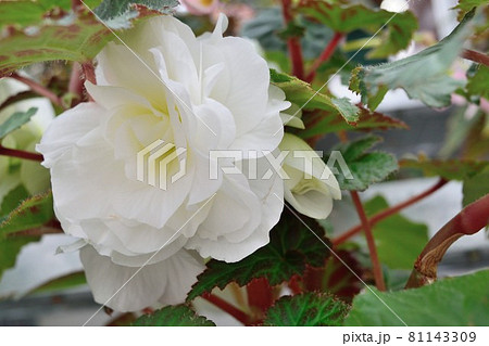 八重咲き 白いベゴニアの花 八重咲き 白いベゴニアの花 81143309
