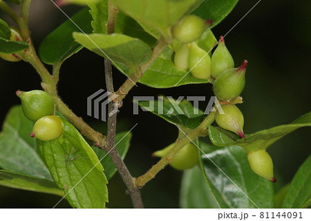 生き物　エノキトハトガリタマフシ、エノキトガリタマバエが作った虫こぶ。五月、エノキの若葉にびっしりと 81144091