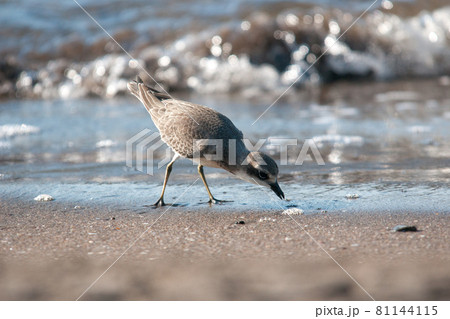 メダイチドリ 81144115