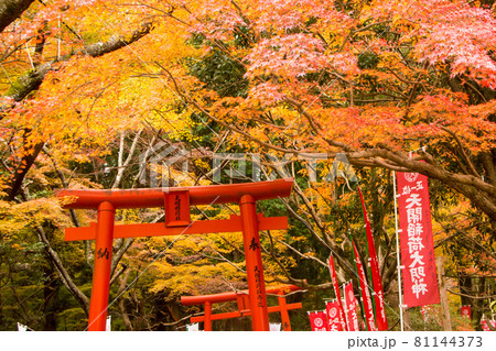 太宰府天満宮・天開稲荷社の紅葉 81144373