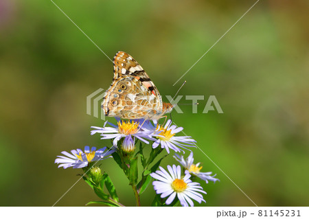 きれいな蝶 81145231