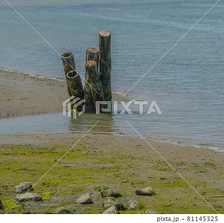 Old Pier Pilings at low tide in Humboldt bay Harbor of Eureka, California Old Pier Pilings at low tide in Humboldt bay Harbor of Eureka, California 81145325