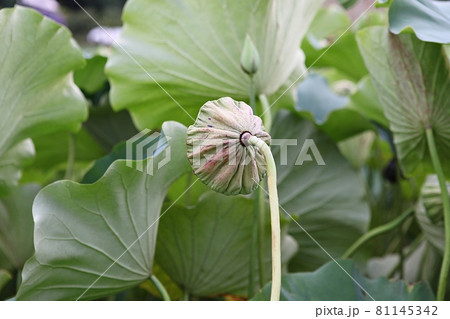 葉 蓮 花 81145342