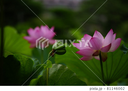 紅蓮と花托 紅蓮と花托 81146002