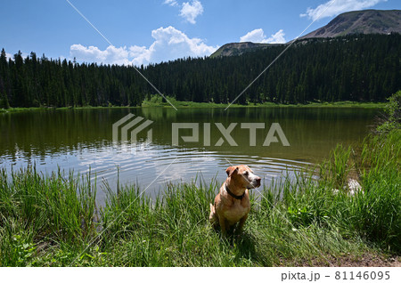 Large dog on shore of Hassell Lake in Arapaho National Forest, Colorado. 81146095