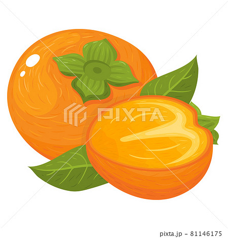 Fresh whole and half cut persimmon fruits isolated on white background. Summer fruits for healthy lifestyle. Organic fruit. Cartoon style. Vector illustration for any design. Fresh whole and half cut persimmon fruits isolated on white background. Summer fruits for healthy lifestyle. Organic fruit. Cartoon style. Vector illustration for any design. 81146175