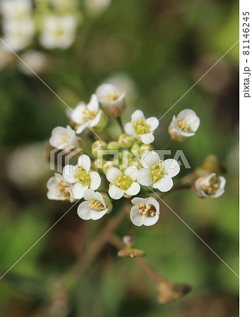 ナズナの花の写真素材