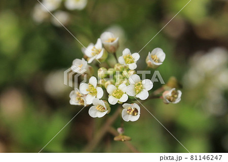 ナズナの花の写真素材