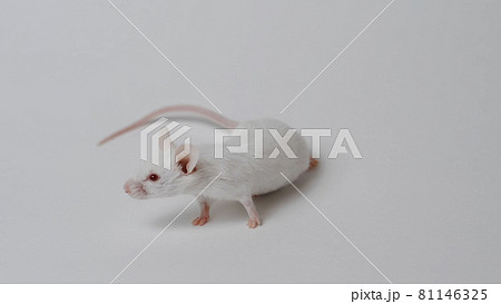 White mouse is cleaned and runs on a white background 81146325