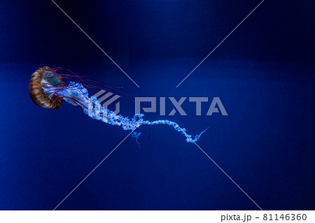 幻想的なアカクラゲの泳ぎ 幻想的なアカクラゲの泳ぎ 81146360