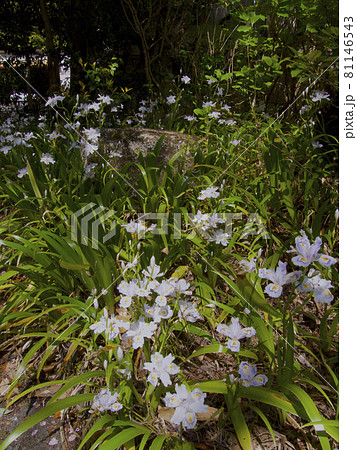 鷲林寺のシャガの群生/兵庫県西宮市 81146543