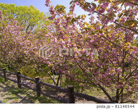 鷲林寺の八重桜（牡丹桜）/兵庫県西宮市 81146544