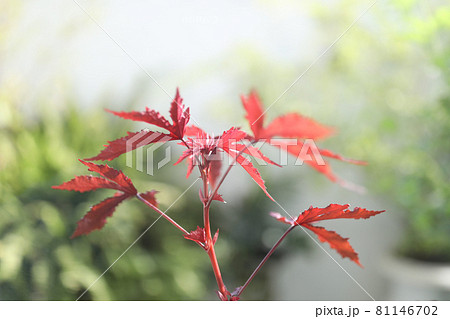 Cranberry hibiscus red leaves closeup 81146702