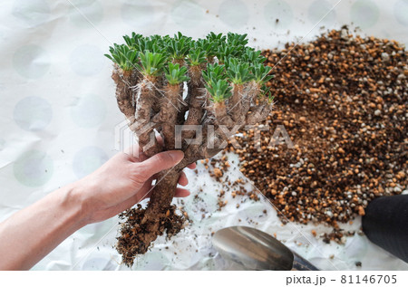 ギラウミニアナの植え替え 81146705