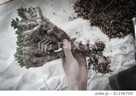 ギラウミニアナの植え替え 81146709