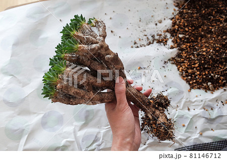 ギラウミニアナの植え替え ギラウミニアナの植え替え 81146712