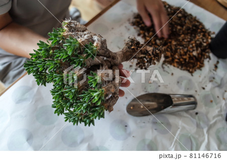 ギラウミニアナの植え替え ギラウミニアナの植え替え 81146716