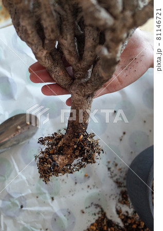 ギラウミニアナの植え替え ギラウミニアナの植え替え 81146721