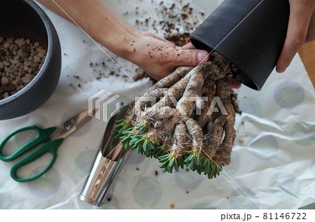 ギラウミニアナの植え替え 81146722